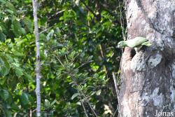 Amazona farinosa farinosa