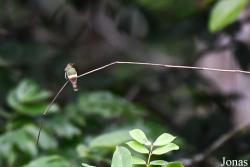 Lophornis ornatus