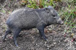 Zoo de Guyane