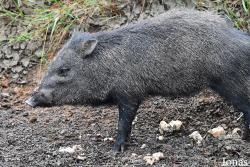 Zoo de Guyane