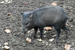 Zoo de Guyane