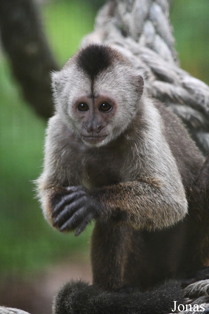 Zoo de Guyane