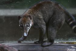Zoo de Guyane