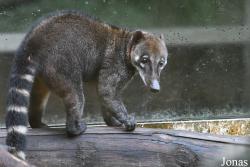 Zoo de Guyane
