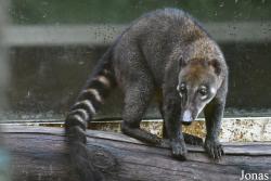 Zoo de Guyane