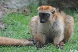 Eulemur flavifrons