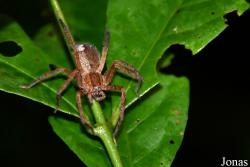 Cupiennius sp.