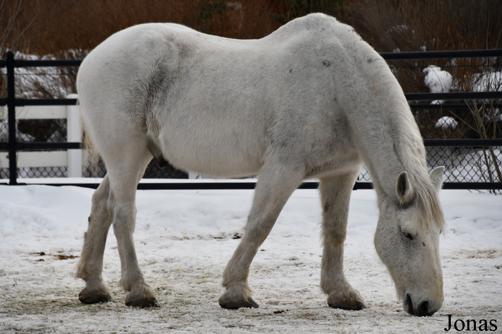 Assiniboine Park Zoo