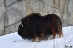 Assiniboine Park Zoo