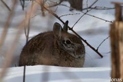 Sylvilagus floridanus