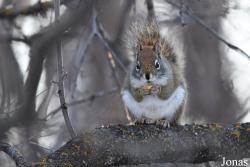 Tamiasciurus hudsonicus hudsonicus