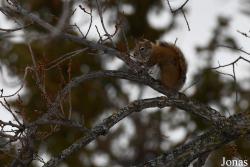 Assiniboine Park