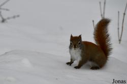 Assiniboine Park