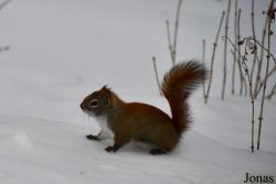 Assiniboine Park