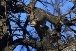 Sciurus carolinensis hypophaeus