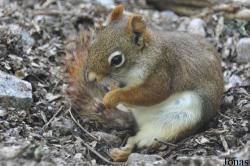Tamiasciurus hudsonicus