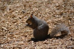 Sciurus carolinensis carolinensis