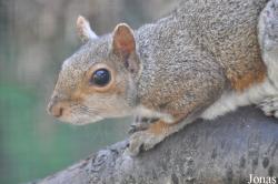 Sciurus carolinensis