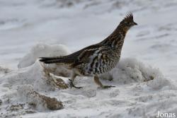 Manitoba