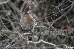 Manitoba