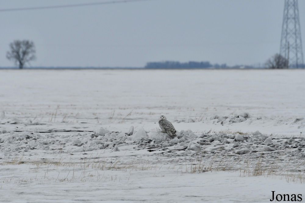 Manitoba