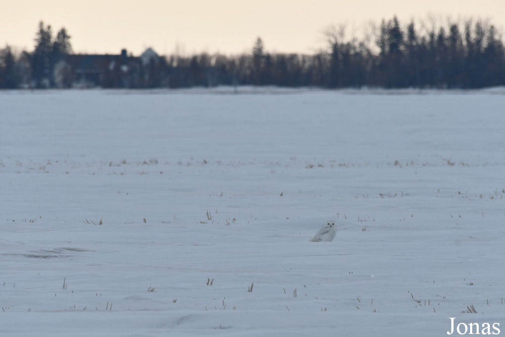 Manitoba