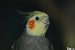 Nymphicinae