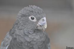 Coracopseinae