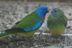 Pezoporinae