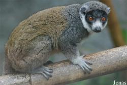 Eulemur mongoz