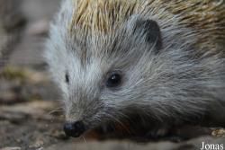 Erinaceus roumanicus