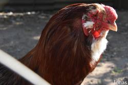Poule Orloff