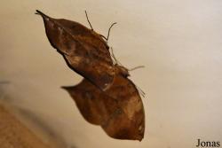 Kallima sp.