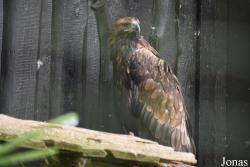 Rīgas Zoodārza Filiāle Cīruļi