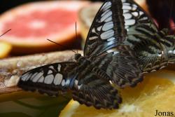 Parthenos sylvia