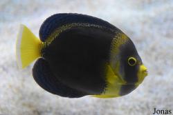 Chaetodontoplus duboulayi
