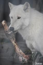 Klaipėdos Zoologijos Sodas