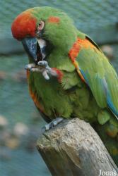 Parc Zoologique et Botanique de Mulhouse