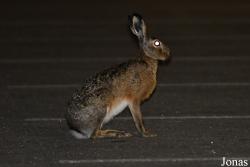 Lepus europaeus hybridus