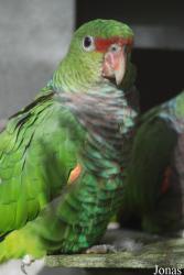 Parc Zoologique et Botanique de Mulhouse