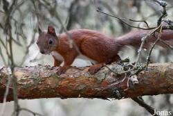 Sciurus vulgaris fedjushini