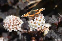 Aglais urticae
