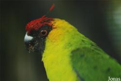 Eunymphicus cornutus