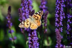 Vanessa cardui