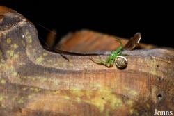 Thomisidae