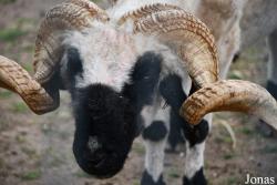 Trakėnų ZooParkas