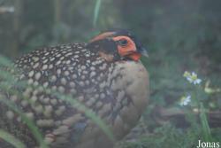 Parc Zoologique et Botanique de Mulhouse