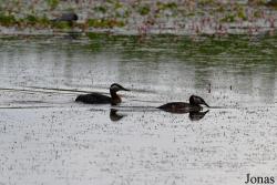 Podiceps grisegena grisegena