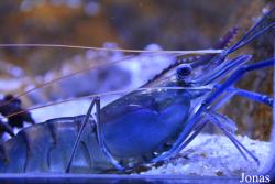 Macrobrachium rosenbergii
