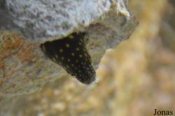Aquarium de la Guadeloupe